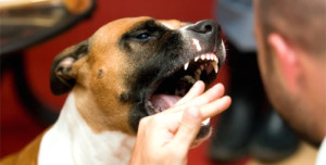 Fort Walton Beach Dog Bite Attorneys, Animal Injury Lawyer