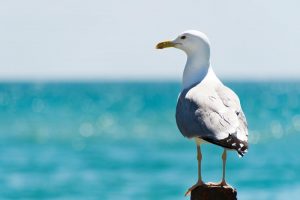 seagull