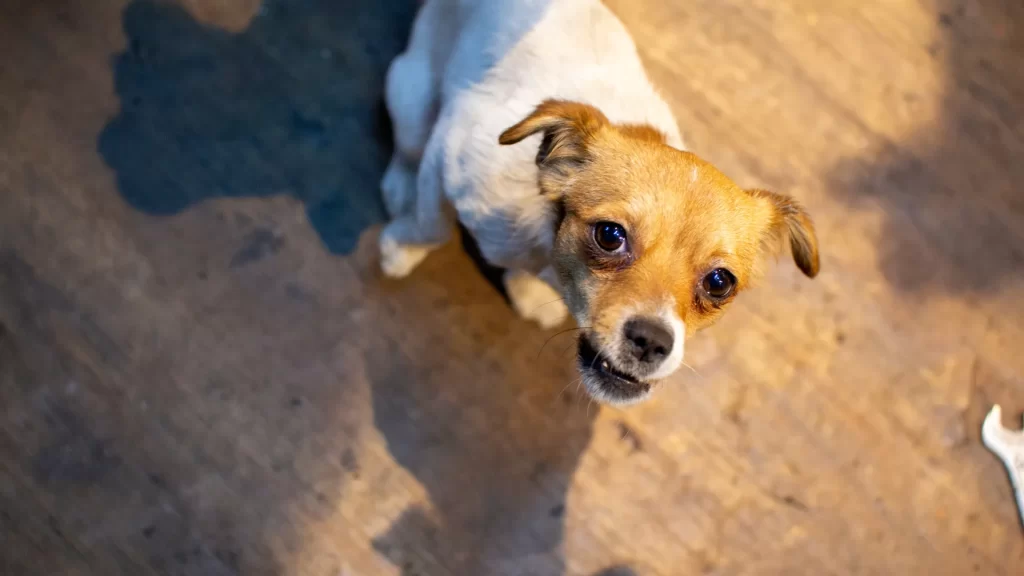 Dog Bite Lawyers in Niceville, Florida Image 2