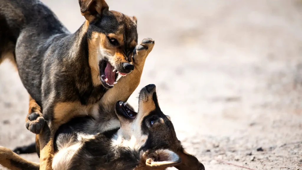 Two dogs aggressively tussling